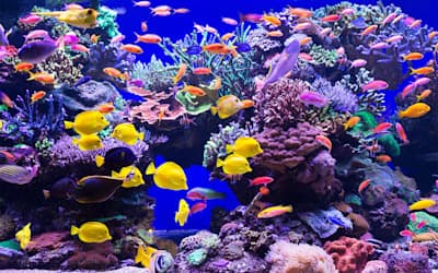 Reef Corals and Fish