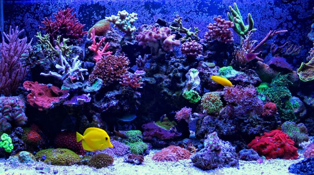How I Set Up Automatic Water Changes on My Reef Tank Using Neptune DOS